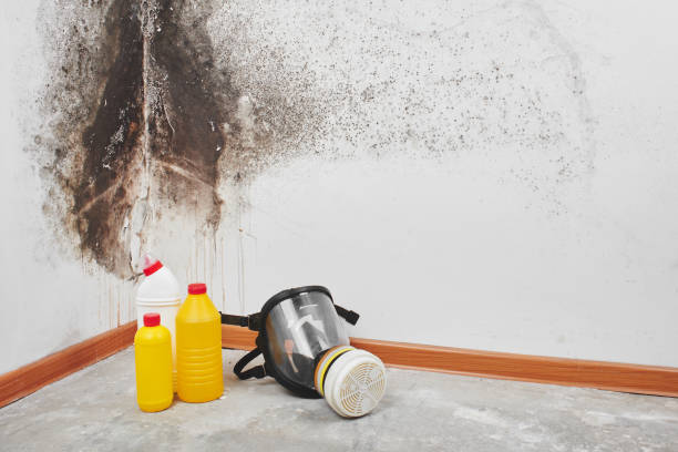 Best Mold Testing and Inspection Services in East Foothills, CA