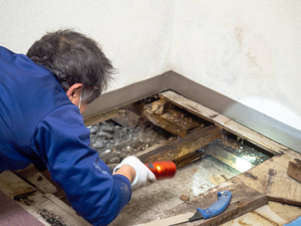 Best Mold Remediation for Schools in East Foothills, CA