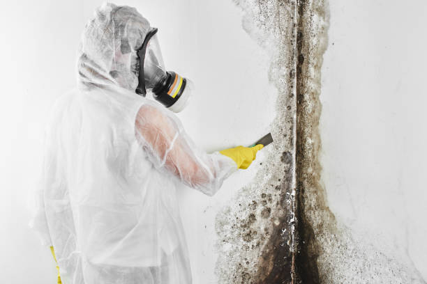 Best Emergency Mold Remediation in East Foothills, CA