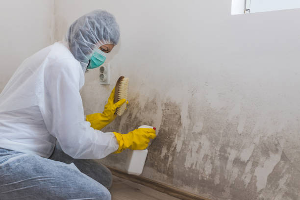 Best HVAC Mold Remediation in East Foothills, CA