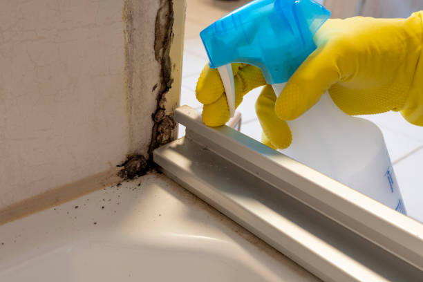 Best Black Mold Remediation in East Foothills, CA