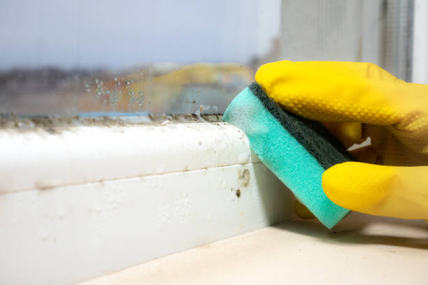 Best Commercial Mold Remediation in East Foothills, CA