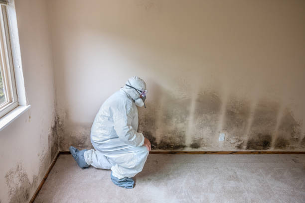 Best Basement Mold Remediation in East Foothills, CA