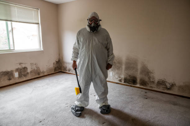 Best Health and Safety Mold Remediation in East Foothills, CA