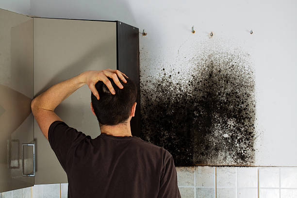 Best Localized Mold Remediation (e.g., coastal areas, humid climates) in East Foothills, CA